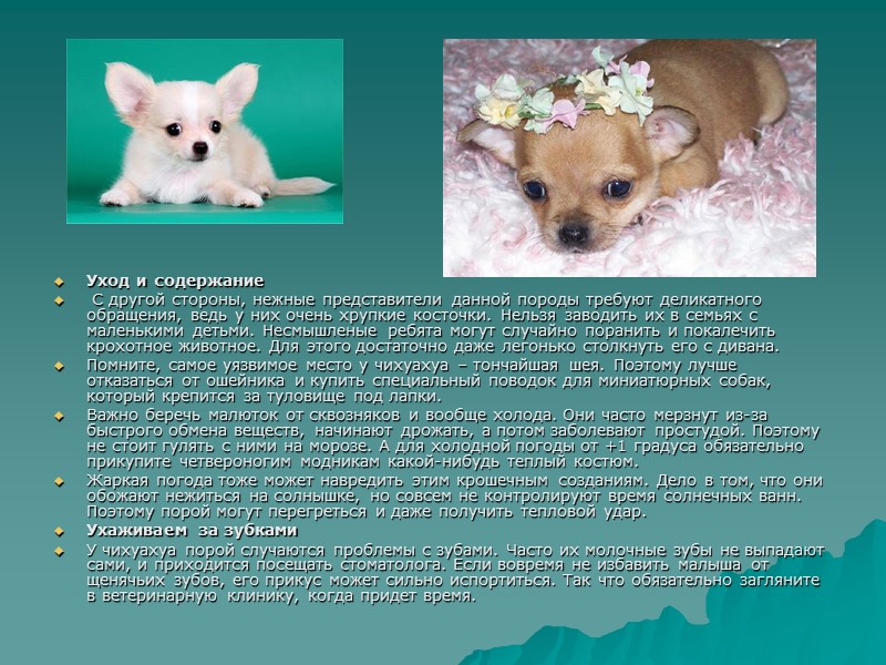 Уход и содержание С другой стороны, нежные представители данной породы требуют деликатного обращения, Уход и содержание С другой стороны, нежные представители данной породы требуют деликатного обращения,